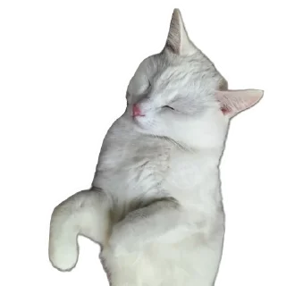 🐱