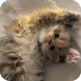 🐱