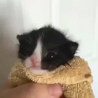 🌟
