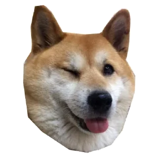 🐶