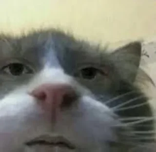 🐶