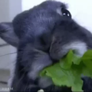 🐾