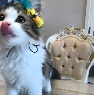 🐱