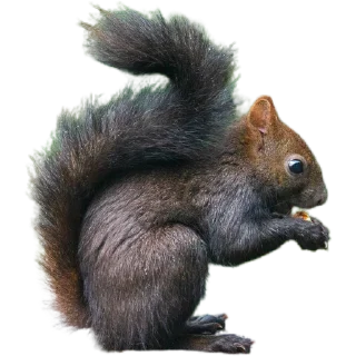 🐿️