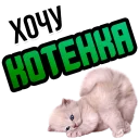 😹