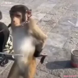 🐵