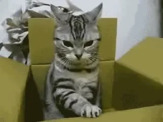 🎁