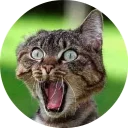 🐱