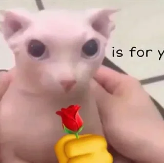 🌹