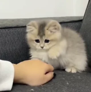 🐱