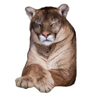 🐱