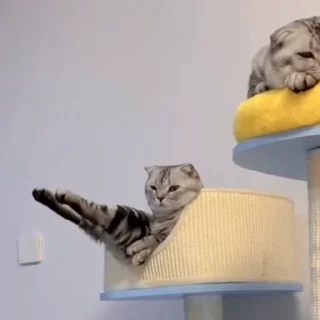 🐈