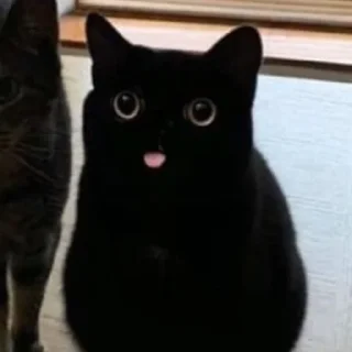 😺