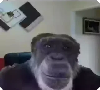 🐵