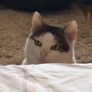 🙄