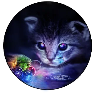 Коты и Совы