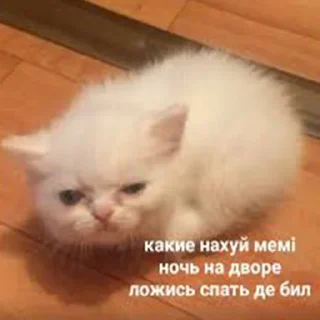 🐶