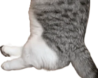 🐈