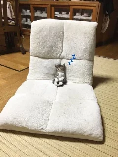 💤