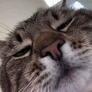 🐈‍⬛️