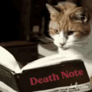 🐱