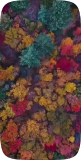 🍁