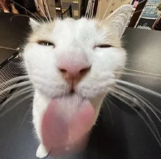 😺