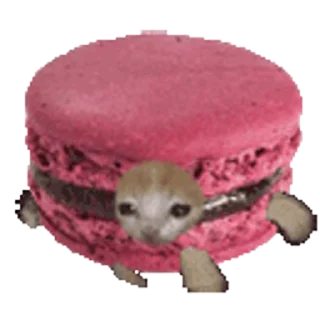 🐈