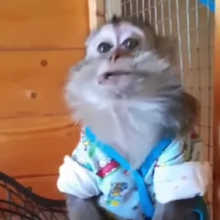 🙊