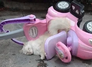 😿