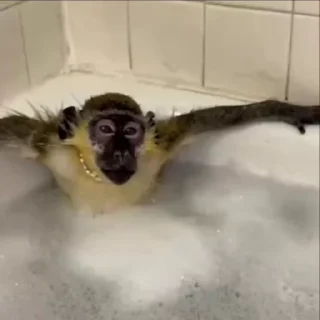 🌟