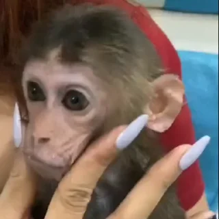 🐵
