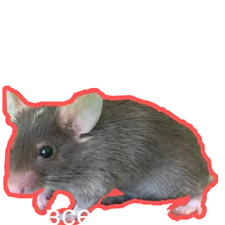 🐀