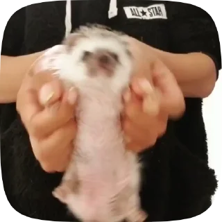 💃