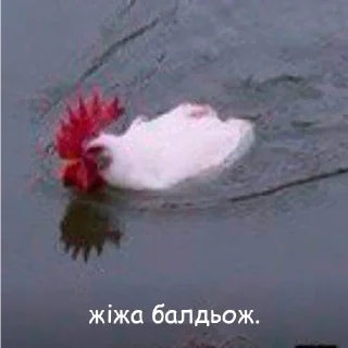 🐔
