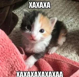 🤣