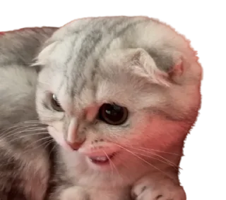 😾