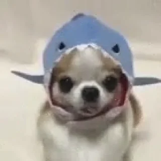🐶