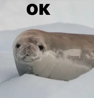 👌