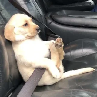 🐶