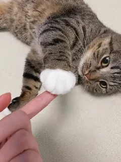 🌟