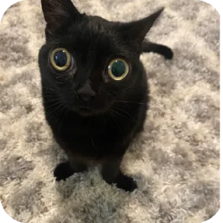 🐱