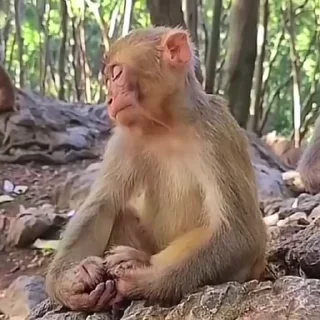 😴