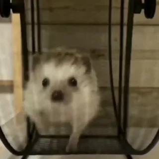 🤩