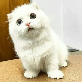 😺