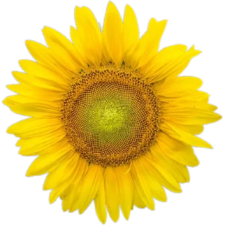 🌻