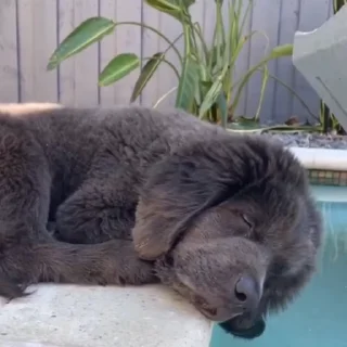 🐩