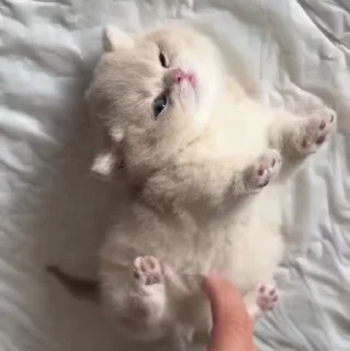 🐱