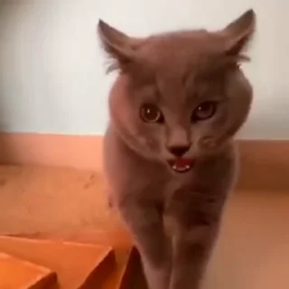 😡