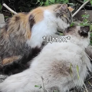 Черномырдин @ChernomyrdinOfficialCat
